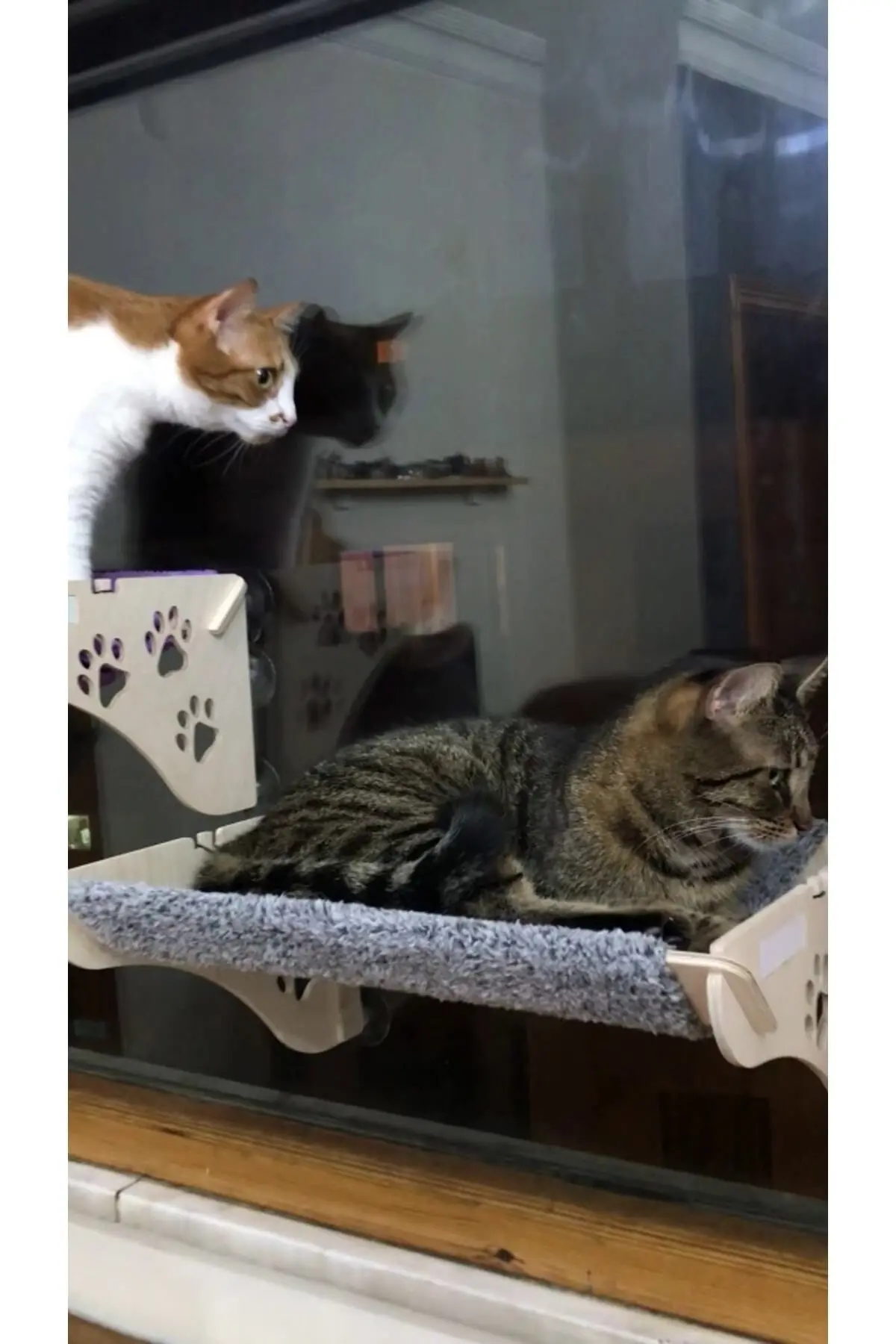 Cama Asılan Kedi Yatağı Vantuzlu